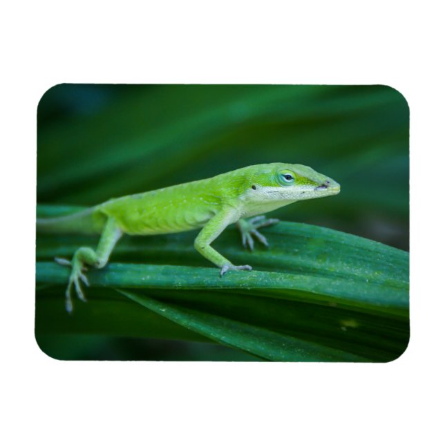Magnet Flexible Lizard d'Anole Verte (Horizontal)