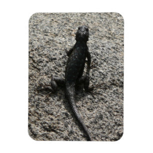 Magnet Flexible Lizard noir