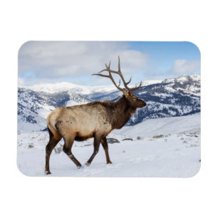 Magnet Flexible Lone Bull Elk Parc national de Yellowstone