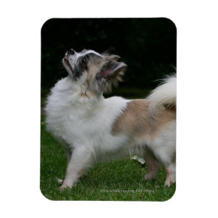 Magnet Flexible Long Haired Chihuahua Regardez la caméra