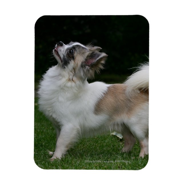 Magnet Flexible Long Haired Chihuahua Regardez la caméra (Vertical)