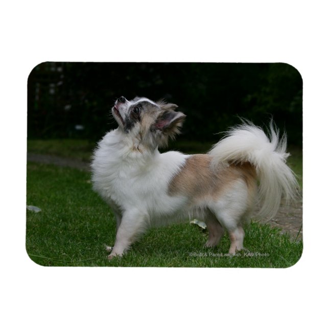 Magnet Flexible Long Haired Chihuahua Regardez la caméra (Horizontal)