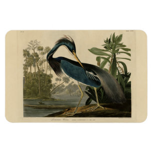 Magnet Flexible Louisiana Heron - de Audubon's Birds of America