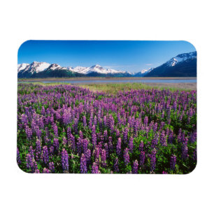 Magnet Flexible Lupins en fleurs Montagnes Kenai, Alaska