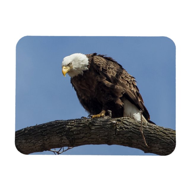 Magnet Flexible M. Sérieux (Horizontal)