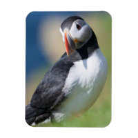 Macareux Atlantique (Fratercula Arctica) Sur Une F