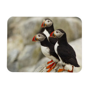 Magnet Flexible Macareux atlantiques sur l'île Machias Seal