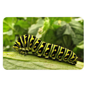 Magnet Flexible Machaon noir Caterpillar