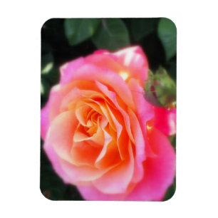Magnet Flexible Macro Rose rose et orange