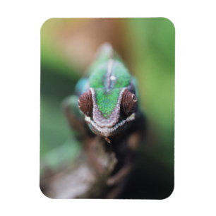 Magnet Flexible Madagascar, Caméléon panthère à barre rouge