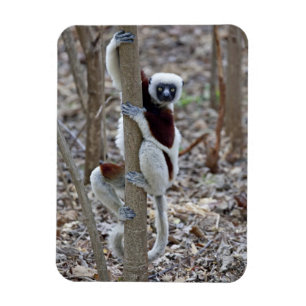 Magnet Flexible Madagascar, réserve d'Ankarafantsika ; Ampijoroa ;