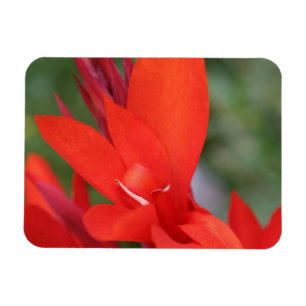 Magnet Flexible "Madame dans" l'aimant rouge rouge de photo de lis