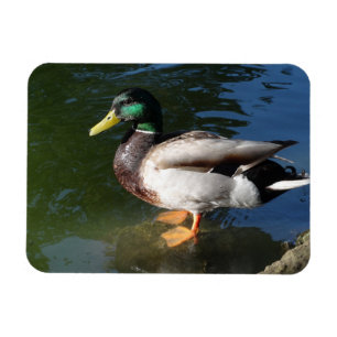 Magnet Flexible Magnat photo Mallard Duck