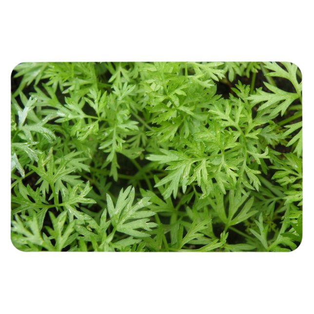 Magnet Flexible Magnat Premium Carrot Tops (Horizontal)