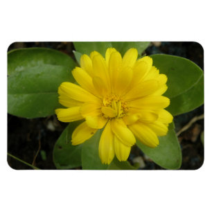 Magnet Flexible Magnat Premium jaune vif Marigold