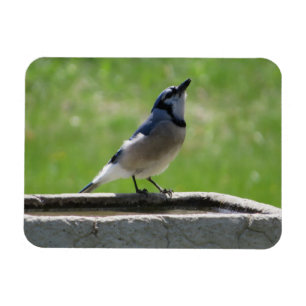 Magnet Flexible Magnifique Jay Bleu avec un aimant pour boire un v