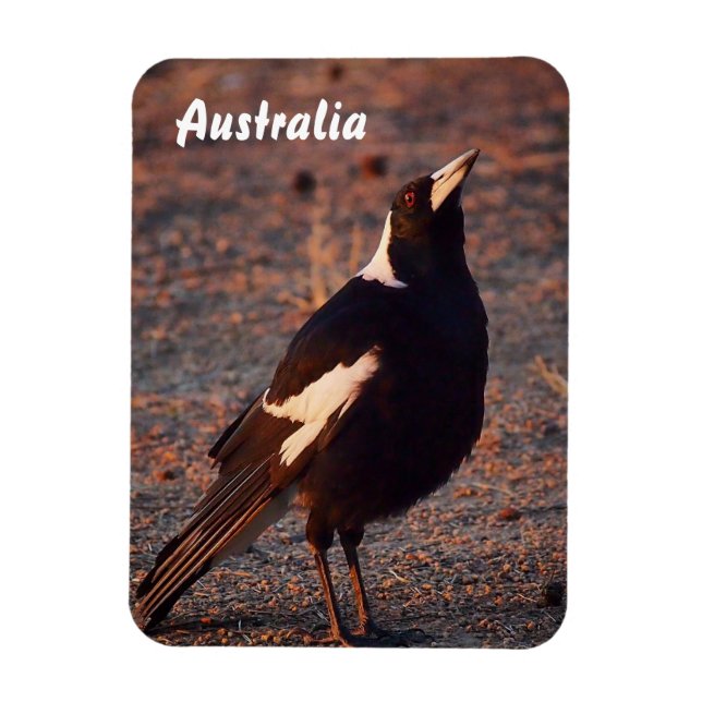 Magnet Flexible Magpie australien aimant photo (Vertical)