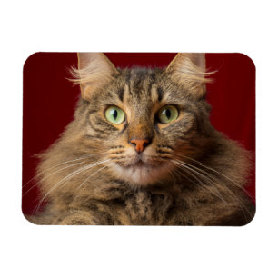 Magnet Flexible Maine Coon pour Noël avec collectionneur