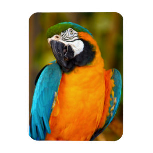 Magnet Flexible Majestic Macaw