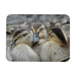 Magnet Flexible Mallard Ducklings Snuggling!