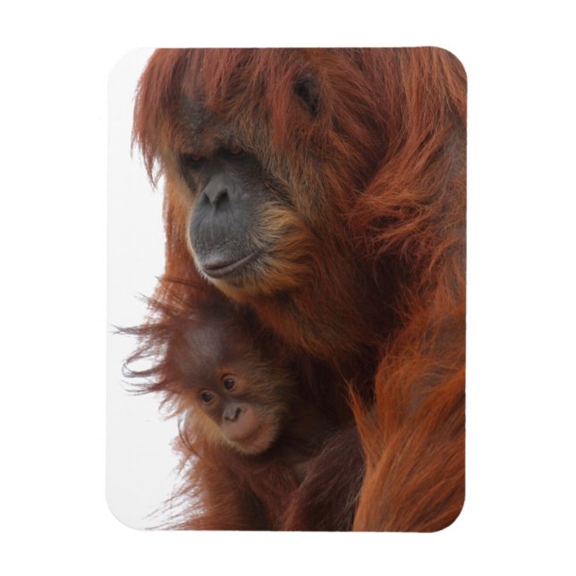 Magnet Flexible Maman et bébé Orangutan (Vertical)
