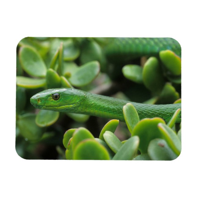 Magnet Flexible Mamba vert de l'Est (Dendroaspis Angusticeps) (Horizontal)