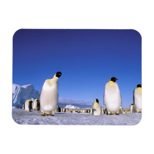Magnet Flexible Manchot   Antarctique, péninsule Antarctique
