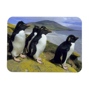 Magnet Flexible Manchots bouclés, (Eudyptes chrysocome),