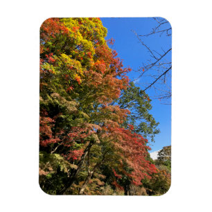 Magnet Flexible Maples colorées vives