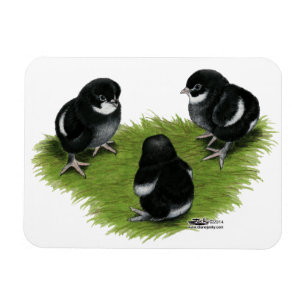 Magnet Flexible Marans Cuivre noir Chicks