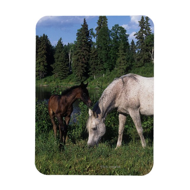 Magnet Flexible Mare et Foie Arabe 2 (Vertical)