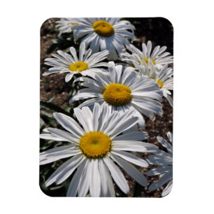 Magnet Flexible Marguerites bonjour
