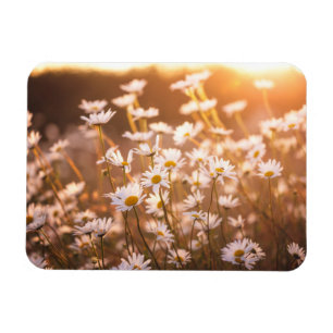 Magnet Flexible Marguerites des prés de coucher du soleil