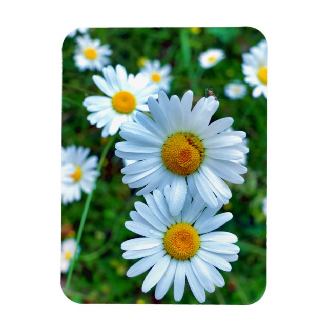 Magnet Flexible Marguerites oculaires (Vertical)