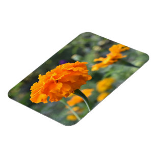 Magnet Flexible Marigold Orange Fleur Nature Jardin photographique