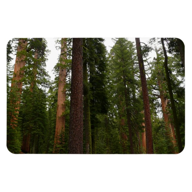 Magnet Flexible Mariposa Grove dans le parc national de Yosemite (Horizontal)