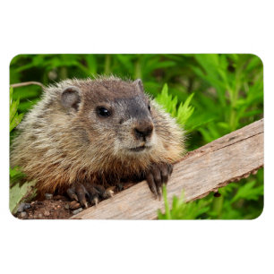Magnet Flexible Marmotte de fond pour bébé mignonne / Bois