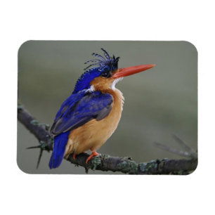 Magnet Flexible Martin-pêcheur à tête noire, Alcedo cristata, Lac