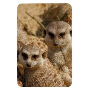 Magnet Flexible Meerkat_008
