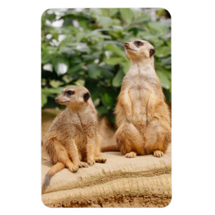 Magnet Flexible Meerkat 009