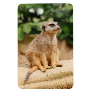 Magnet Flexible Meerkat 010