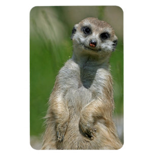 Magnet Flexible Meerkat 013