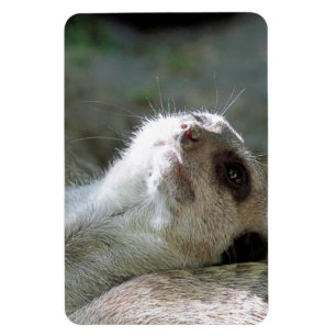 Magnet Flexible Meerkat 024