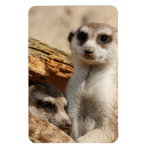 Magnet Flexible Meerkat 042