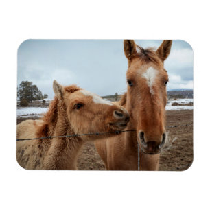Magnet Flexible Mère Cheval et poulain