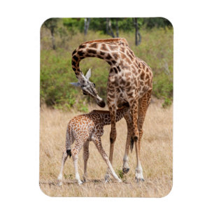 Magnet Flexible Mère girafe et bébé au Kenya