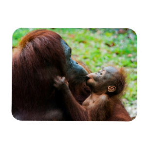 Magnet Flexible Mère orang-outan avec bébé