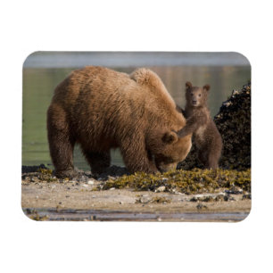 Magnet Flexible Mère ours grizzly avec ourson sur une plage