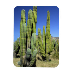 Magnet Flexible Mexique, Sonora, San Carlos. Saguaro & Organ Pipe