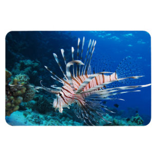 Magnet Flexible Miles de poissons-lions ou de ptérois, poissons de